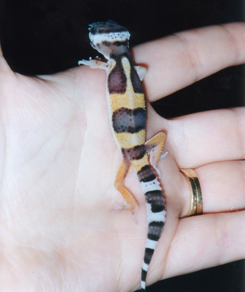 Baby Pastel Leopard Gecko