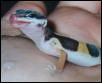 Baby Pastel Leopard Gecko