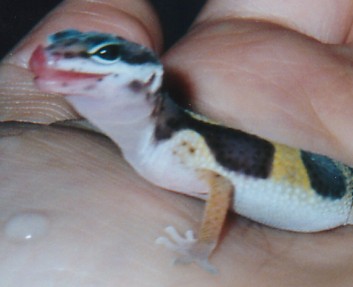Baby Pastel Leopard Gecko