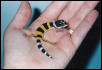 Baby High Gold Leo