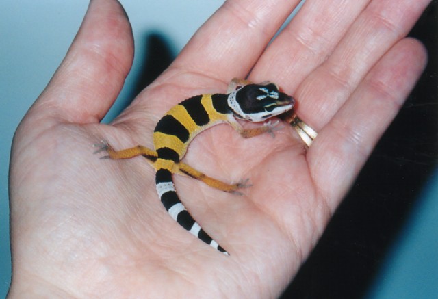 Baby High Gold Leo