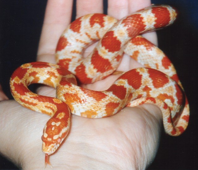 Lelu (Amel Corn)