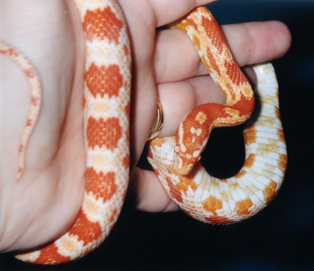 Lelu