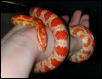 "Lelu" female Amel