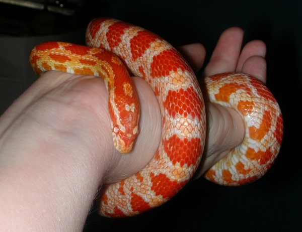 "Lelu" female Amel
