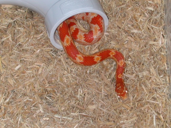 Lelu in her PVC pipe