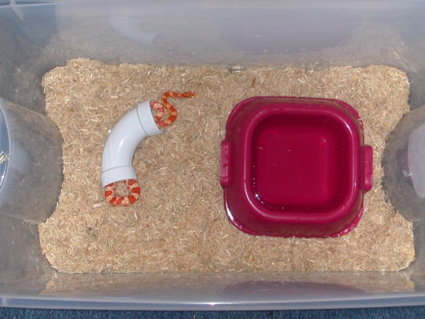 Lelu