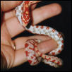 "Lelu" female Amel Corn