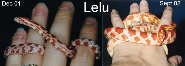 "Lelu"
