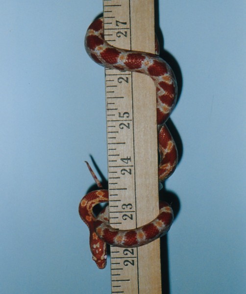Sooooo Big