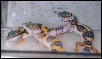 Bathtime for the Leos!