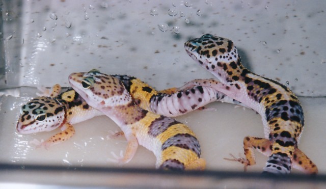 Bathtime for the Leos!