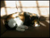 Mia catching some Rays