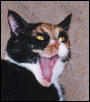 Hey, toss one of those mice MY way please!