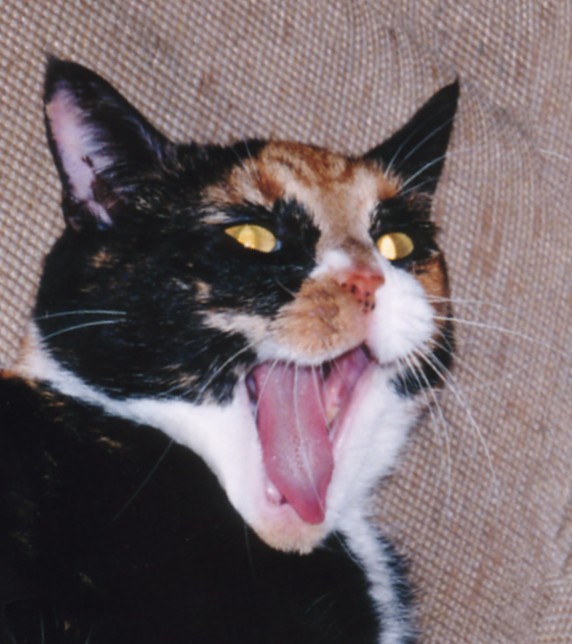 Hey, toss one of those mice MY way please!