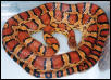 Okeetee Corn "Mokee"