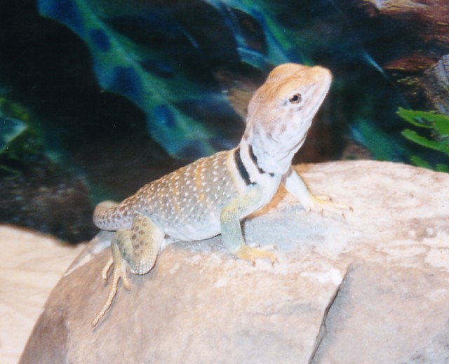 Percy