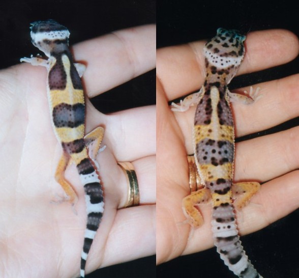 Peanut May 17th and June 25th