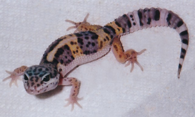 Pastel Leo "Peanut"