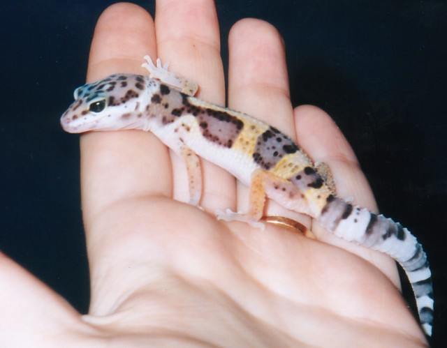 Peanut