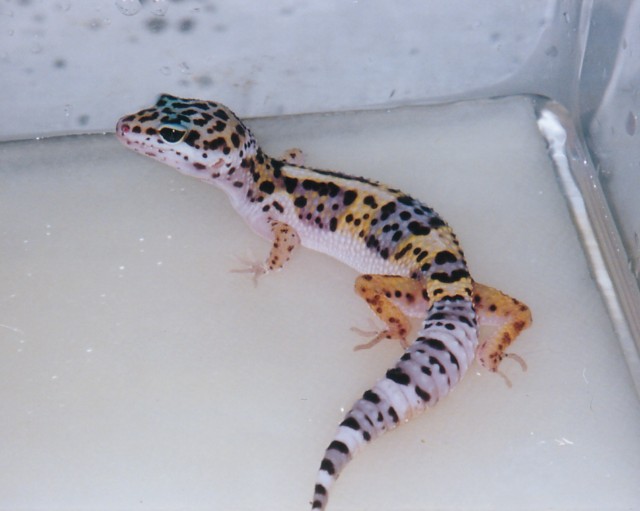 Bathtime for Peanut