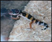 Peanut the Leopard Gecko