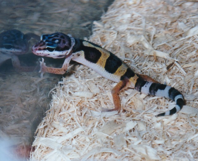 Peanut the Leopard Gecko