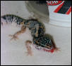 Peanut Shedding