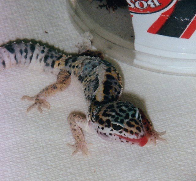 Peanut Shedding