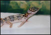 Peanut Shedding