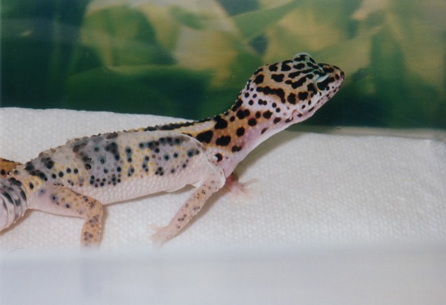 Peanut Shedding