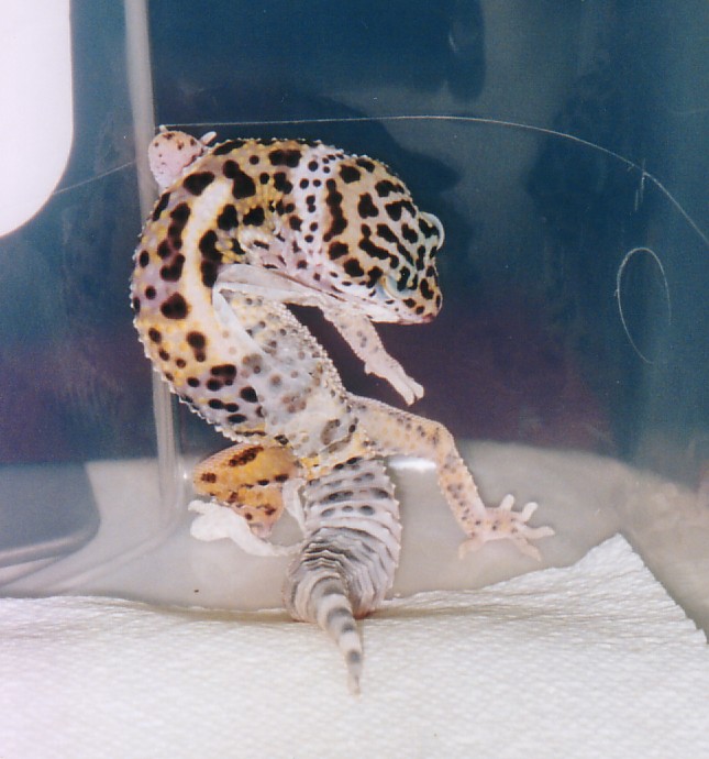 Peanut Shedding