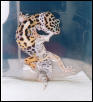Peanut Shedding