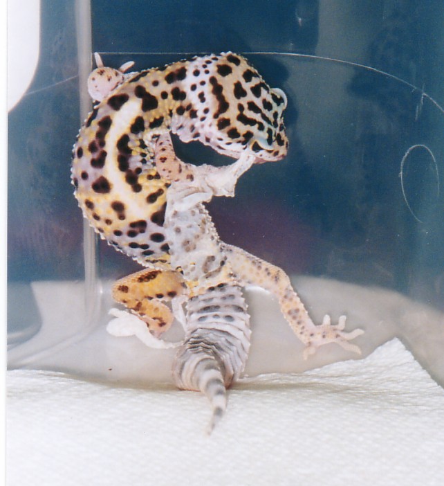 Peanut Shedding