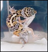 Peanut Shedding