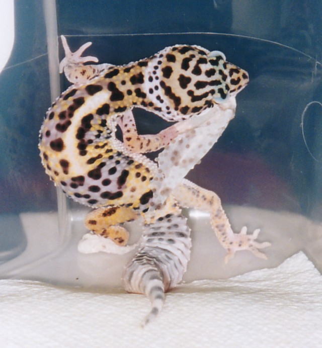 Peanut Shedding