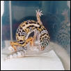 Peanut Shedding