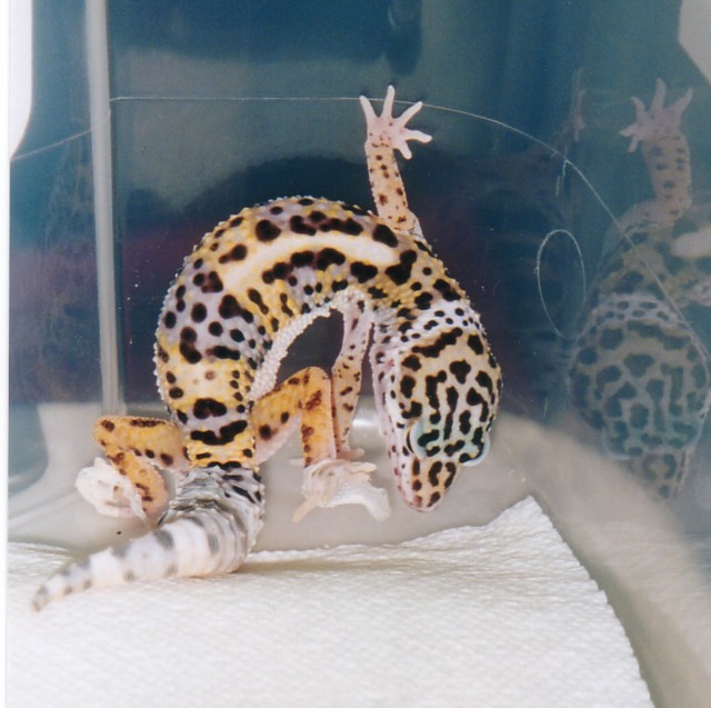 Peanut Shedding
