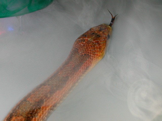 Rat Snake in the Mist