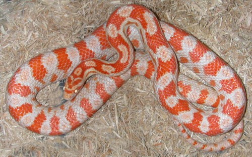 "Pumpkin" Amel Corn