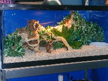 Yellow Rat Enclosure