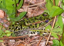 Northern Leopard Frog