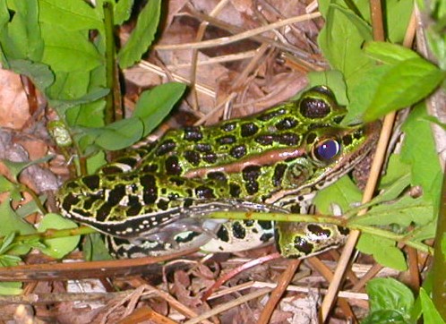 Northern Leopard Frog