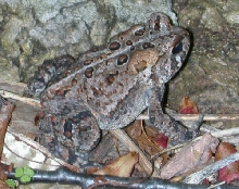 American Toad