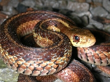 Wild Garter Snake