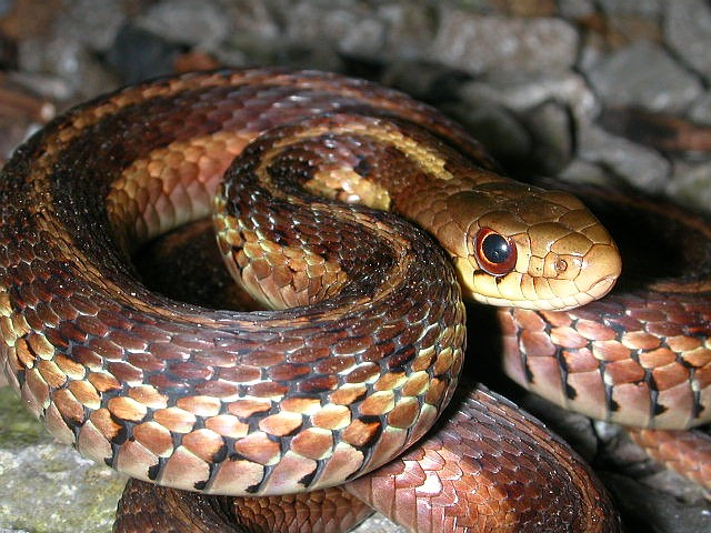Wild Garter Snake