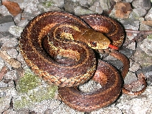 What kind of Garter is this?