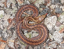 Need help with ID