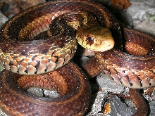 Wild Garter Snake