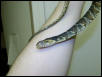Ripley